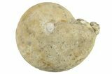 Cretaceous Ammonite (Dombarites) Fossil - Kazakhstan #262670-1